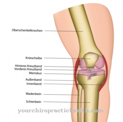 rodilla