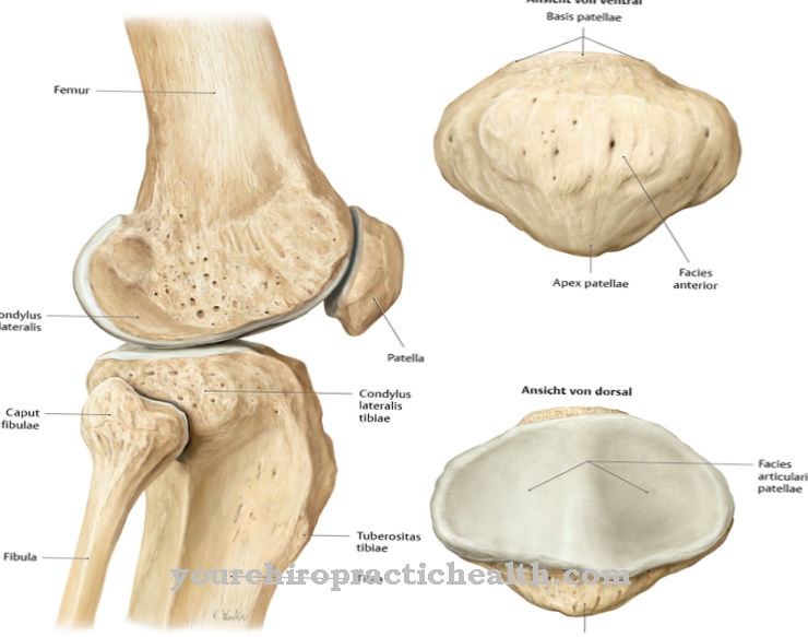 Kneecap