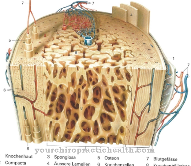 Bone tissue