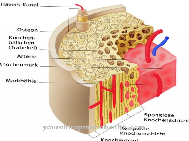 Periosteum