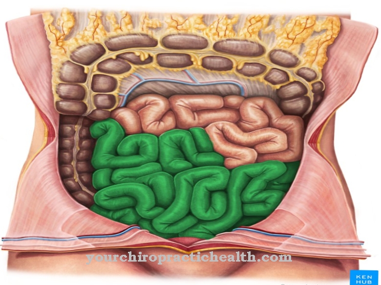 Ileum