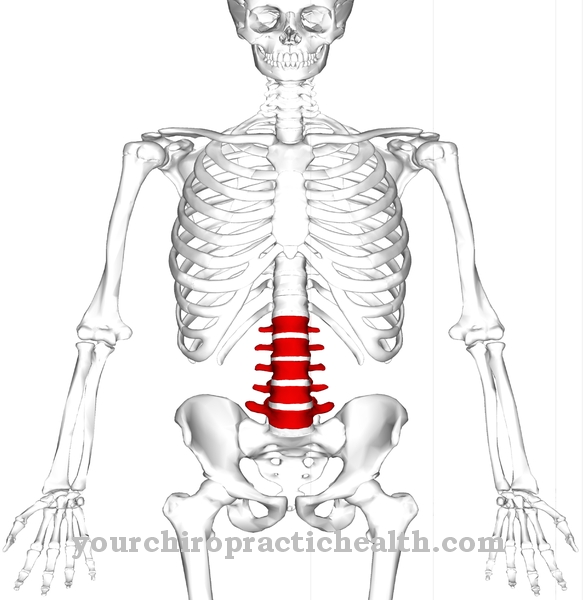 Vertebra lumbar