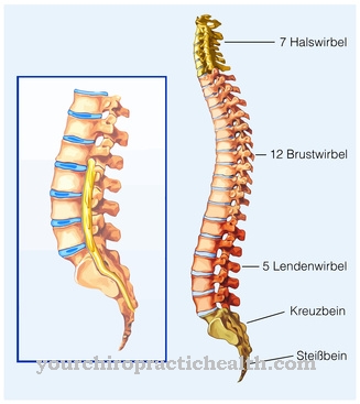 Lumbar spine