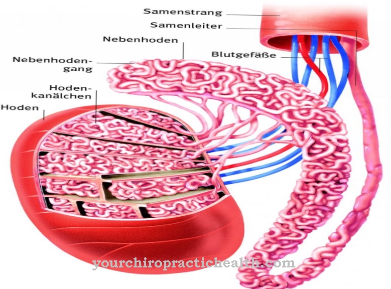 Leydig intermediate cells