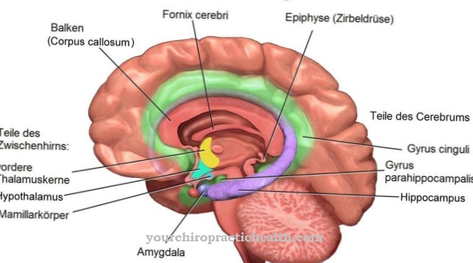 Limbic system