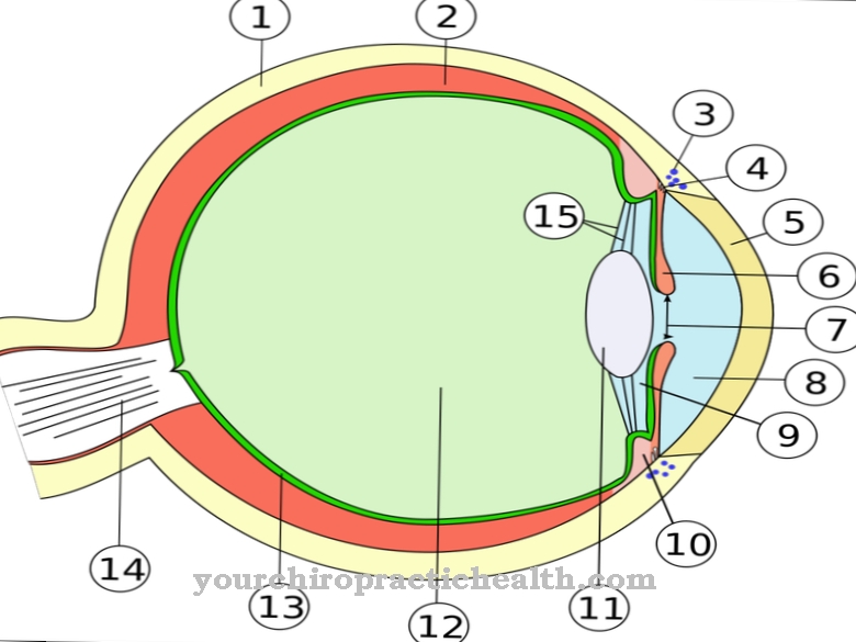 Lens (oog)