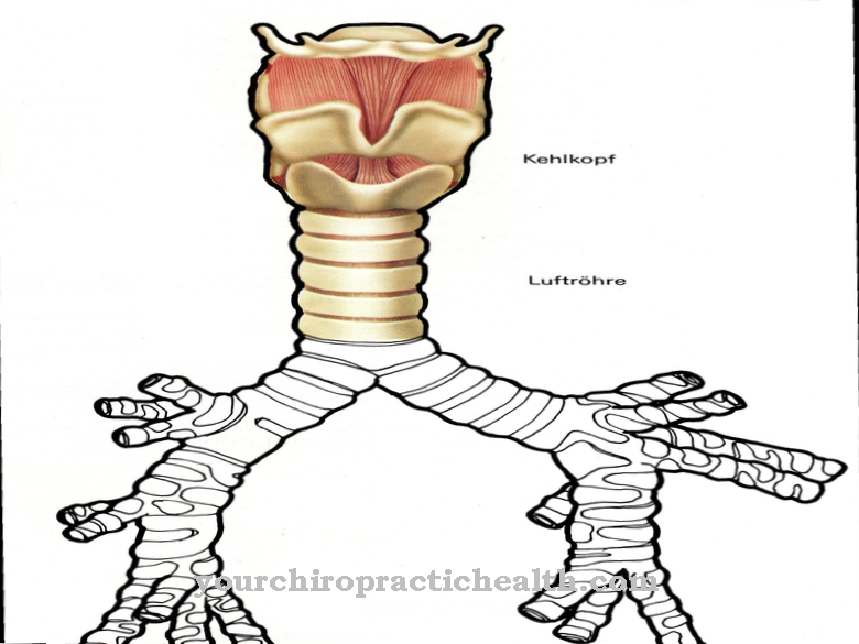 trachea