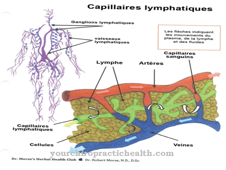 lymph