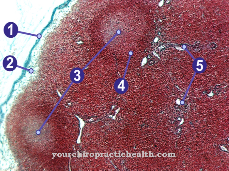 Lymph follicle