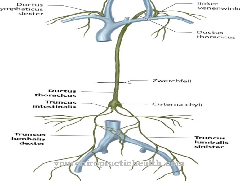 Lymphatic vessels