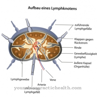 Lymph nodes