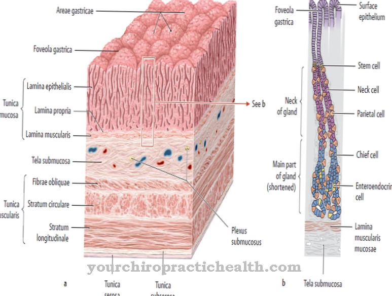 Gastric mucosa