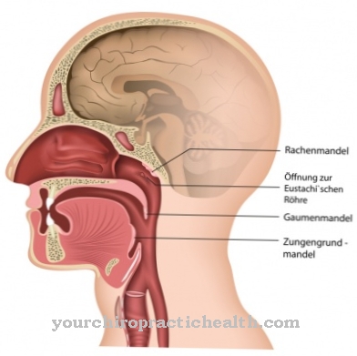 Almonds (tonsils)