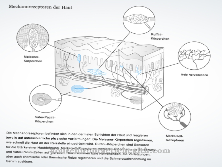 mekanoreceptorer