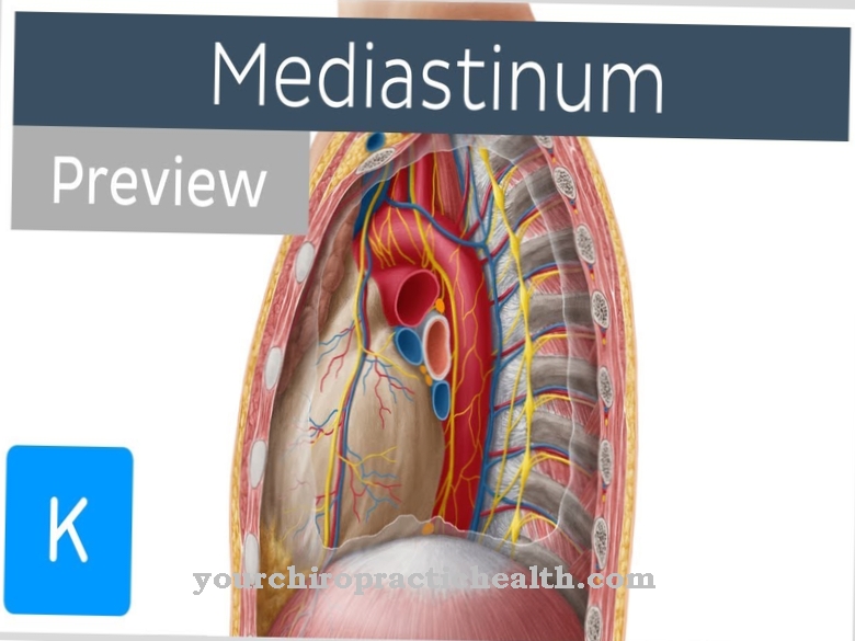 Mediastinum