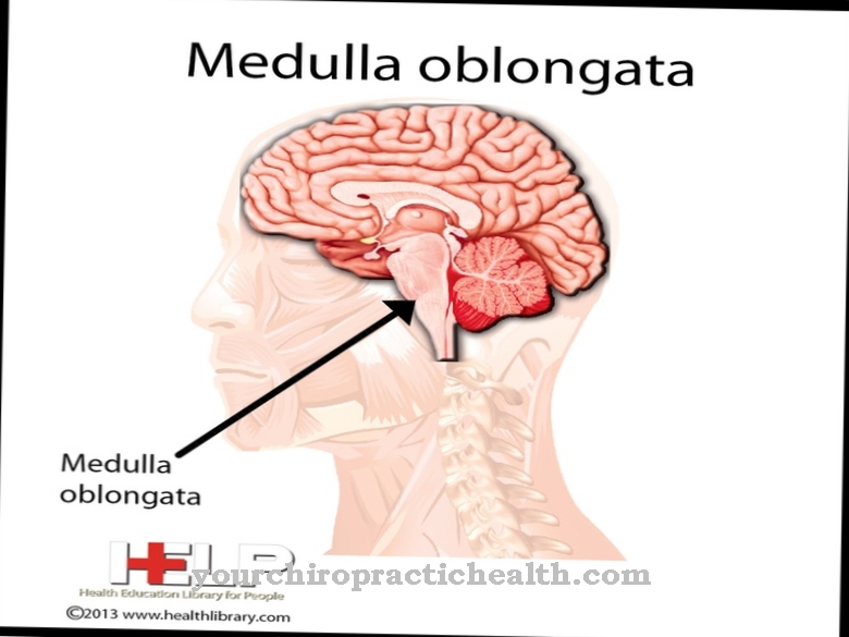 Medulla oblongata