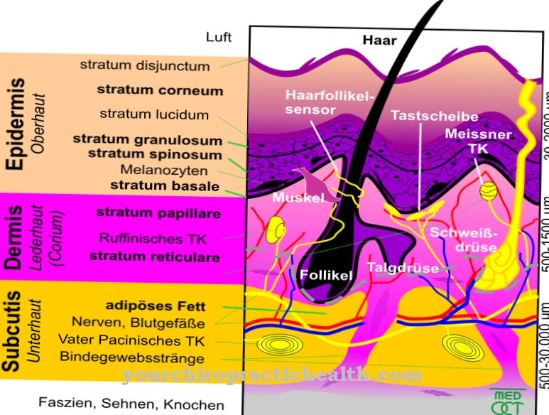 Meissner corpuscles