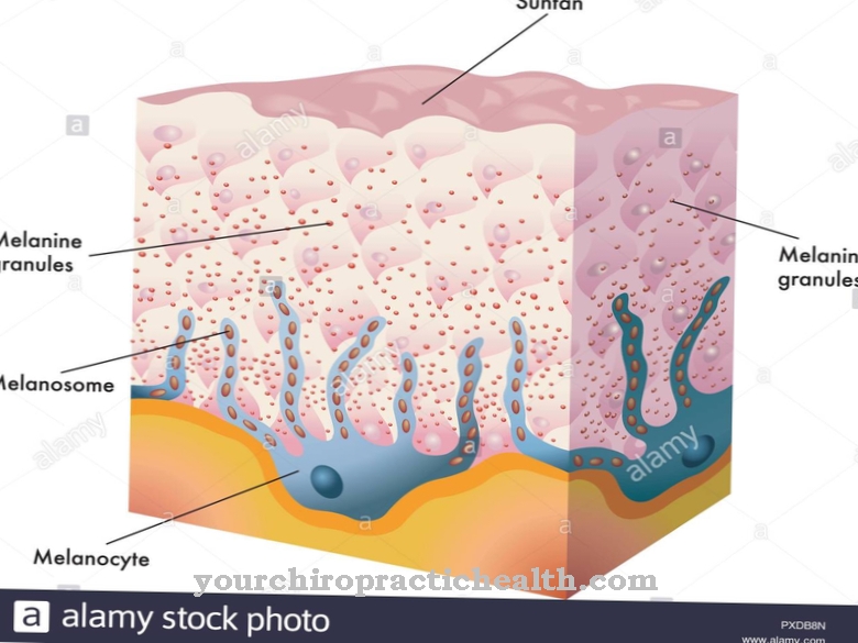 Melanocytes