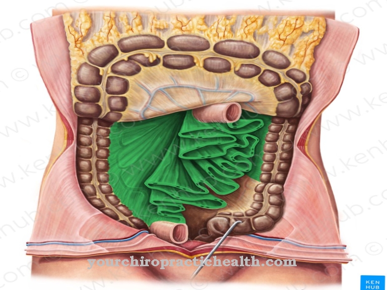 Mesentery