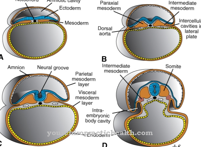 Mesodermas