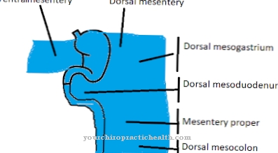 Mesogastriumas