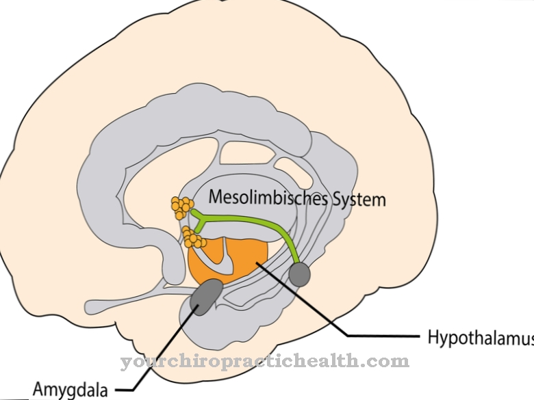 Mesolimbisk system