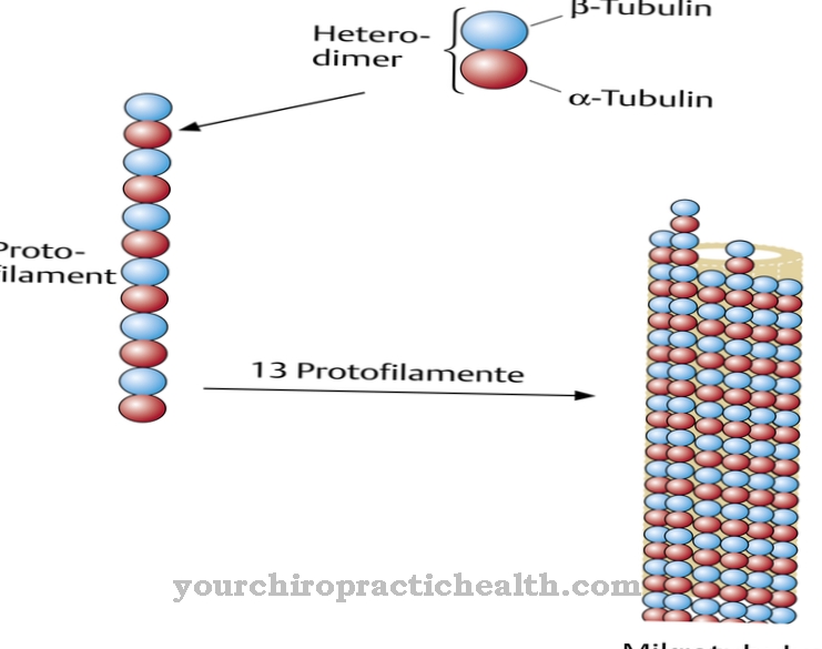 Mikrotubulc