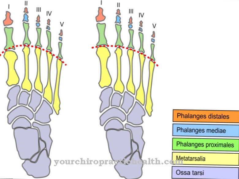 Metatarsal bones