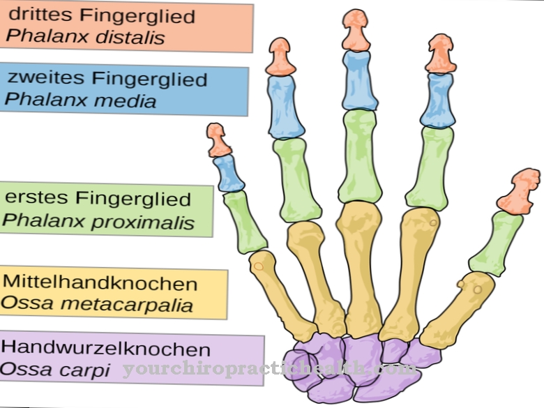 Metakarpaaliset luut