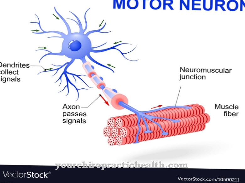 Motor neuron