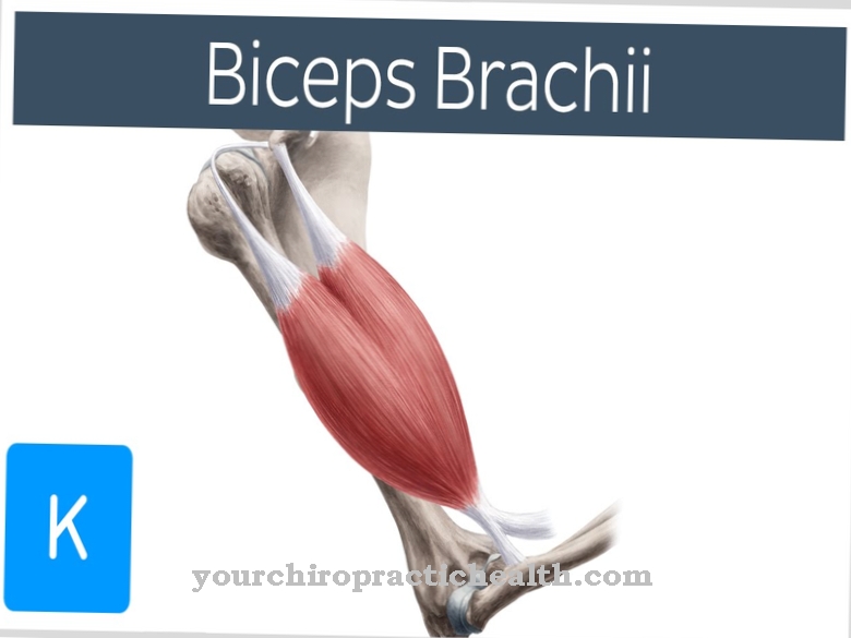 שריר Biceps brachii