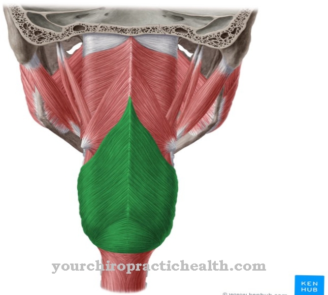 Inferior pharyngis constrictor muscle