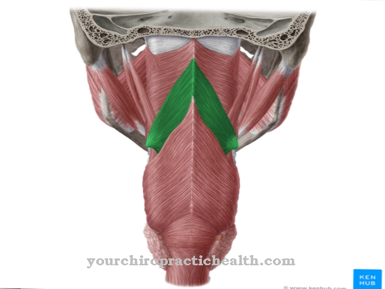 Pharyngis medius constrictor muscle