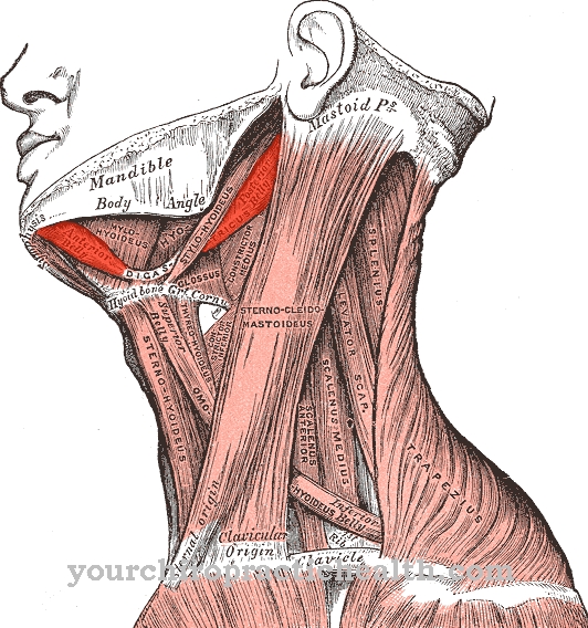 กล้ามเนื้อ Digastric