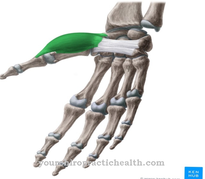 العضلة المرنة pollicis brevis