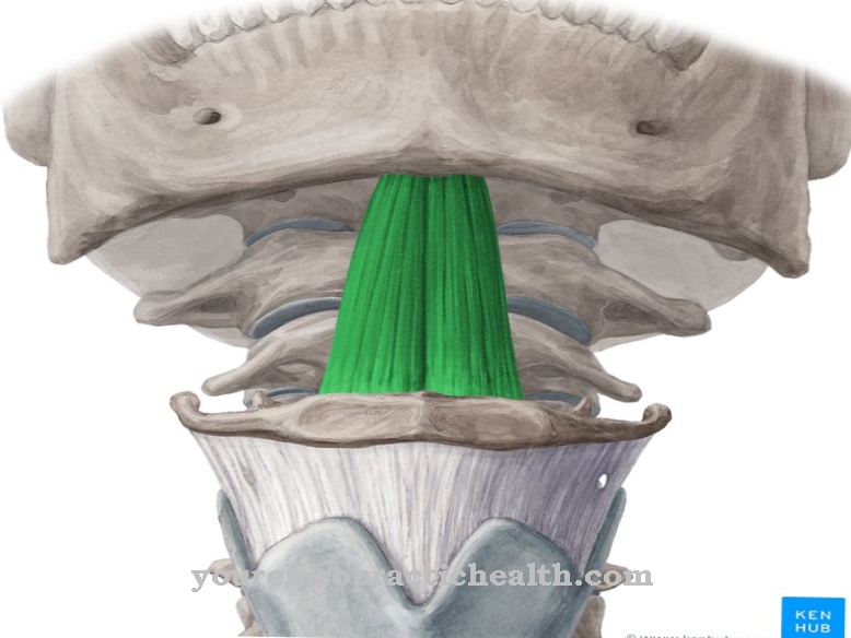 عضلة Geniohyoid