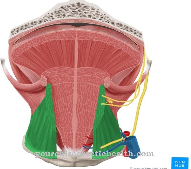 Muscle hyoglosse