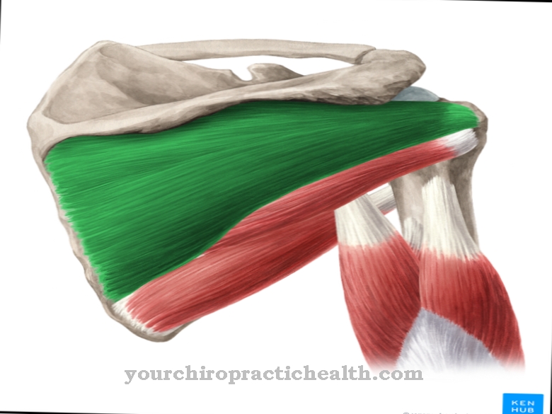 Infraspinatus muscle