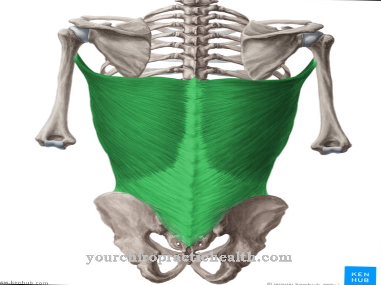 Latissimus dorsi muscle