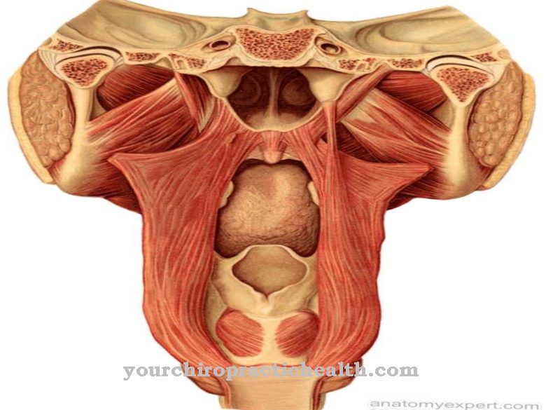 Levator veli palatini muscle