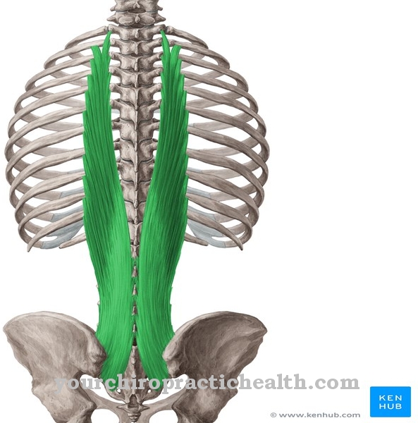 Longissimus muskulis