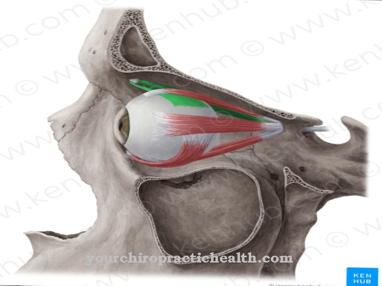 Superior oblique muscle