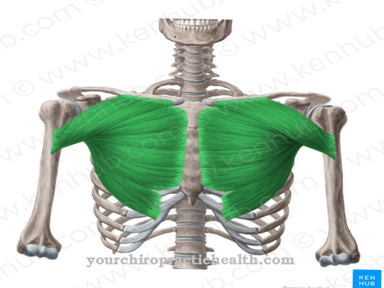 Pectoralis major muscle