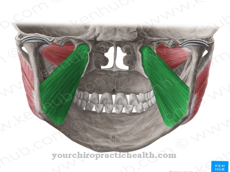 Cơ pterygoid trung gian