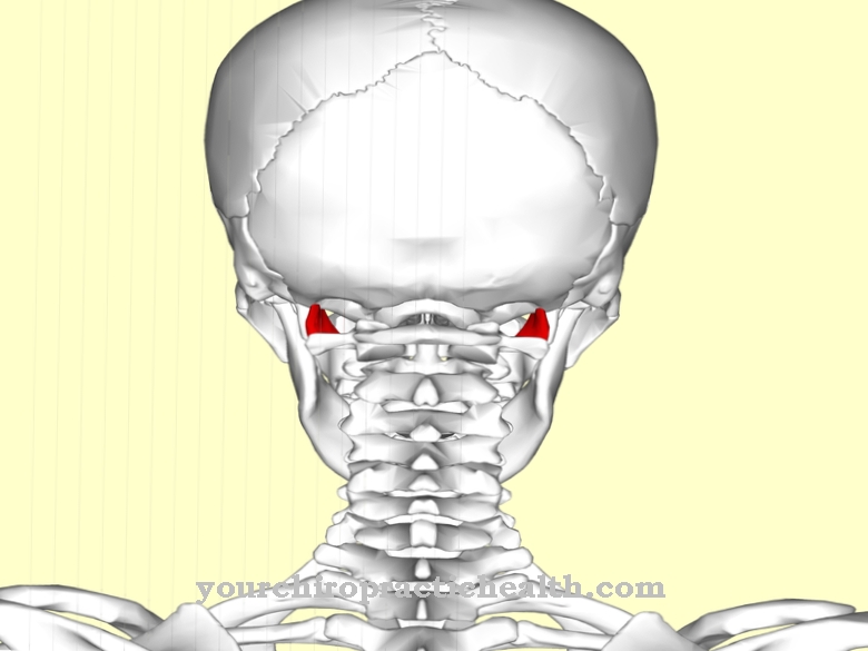 Lateral rectus capitis muscle