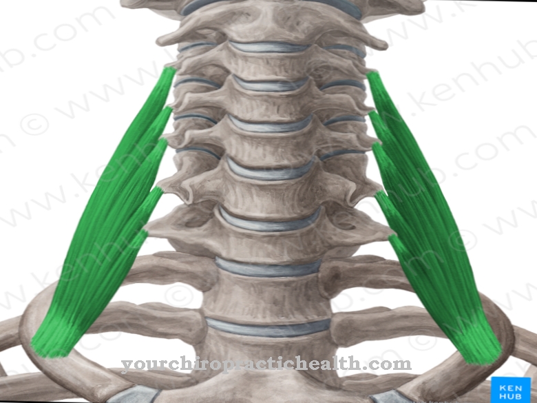 Muscle scalène médius