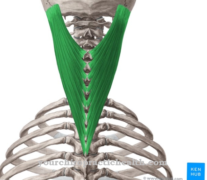 Splenius muscle