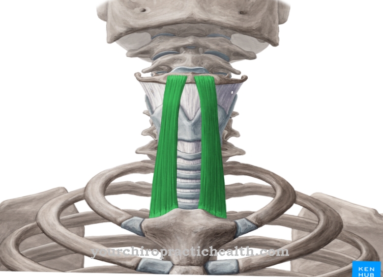 Sternohyoideus 근육