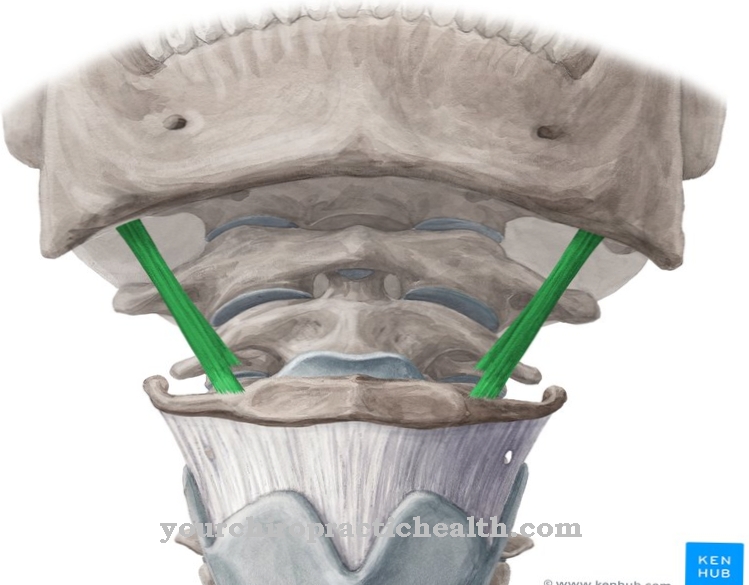 Muscle stylohyoïdien