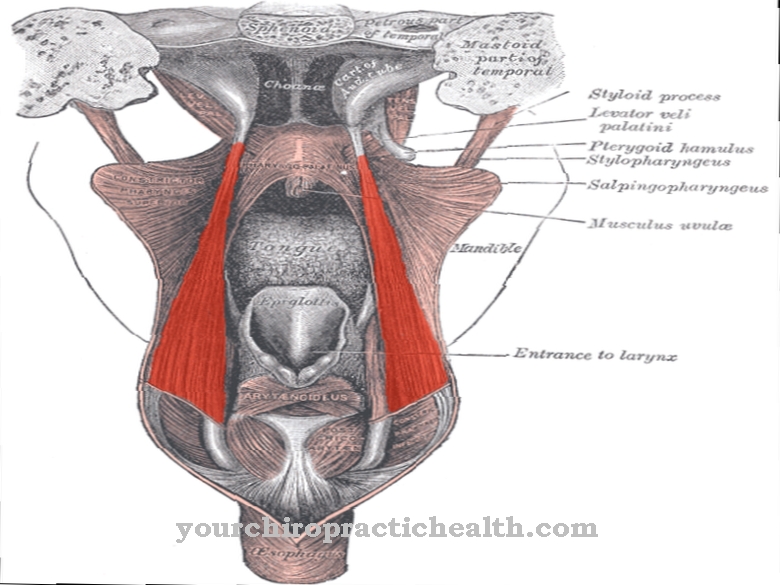 Otot stylopharyngeus